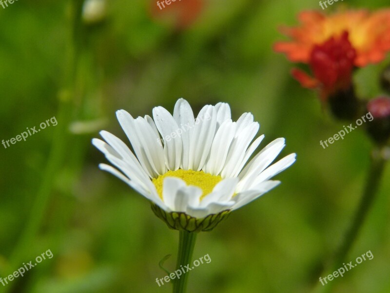 Daisy Flower Marguerite Bloom Flora