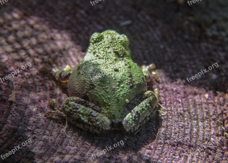 Green Tree Frog Frog Amphibian Tiny