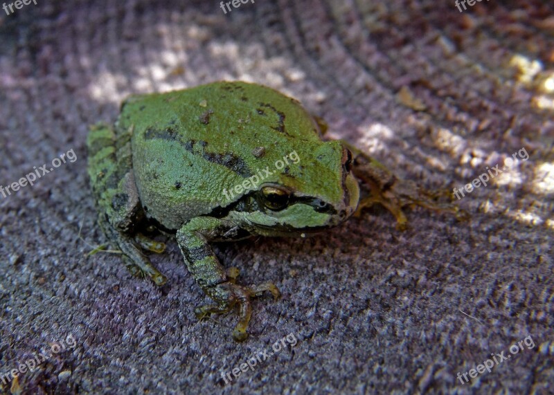 Green Tree Frog Frog Amphibian Tiny