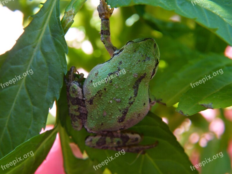 Green Tree Frog Frog Amphibian Tiny