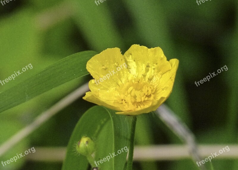 Buttercup Wild Flower Wild Plant Yellow Tiny