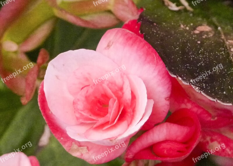 Begonia Flower Pink Wax Like Fragrant