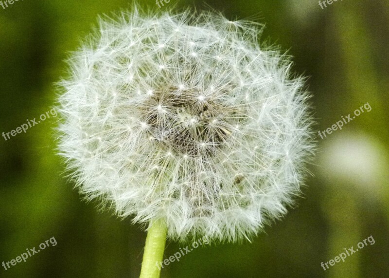 Dandelion Flower Seed Nature Flora