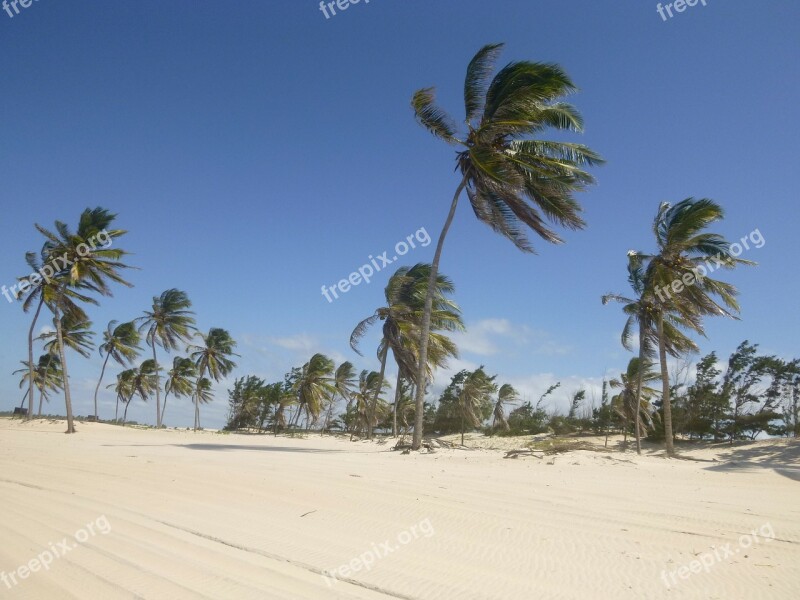 Coconut Trees Wind Sand Beach Blue Sky