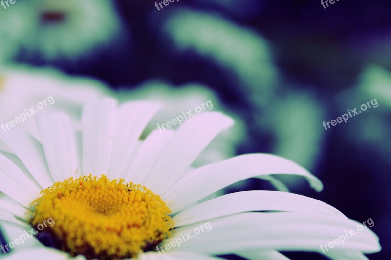 Marguerite Flower Nature Plant Garden