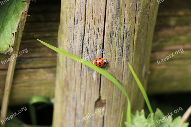 Ladybug Plant Beetle Nature Insect