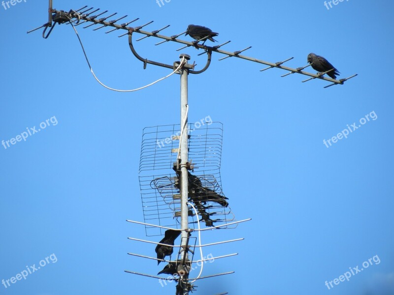 Antenna Tv Antenna Reception Old Blue