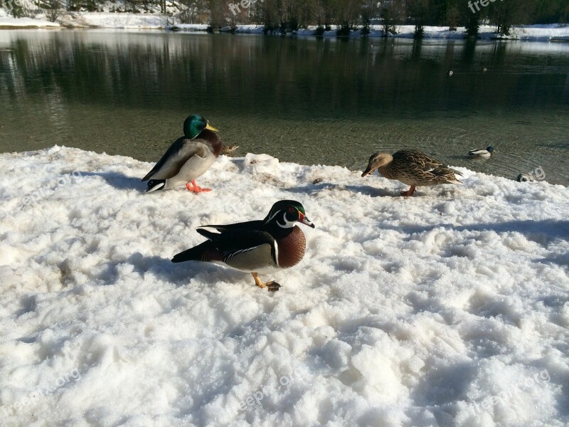 Duck Bird Waterfowl Animal Ducks