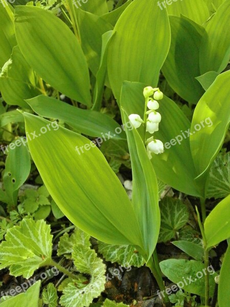 Lily Of The Valley Spring Flowers White Flowers Perennials Free Photos