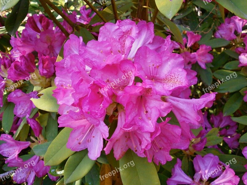 Rhododendron Rhododendrons Ericaceae Spring Flowers Pink Flower