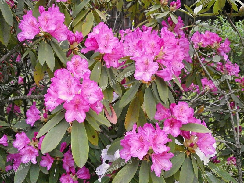 Rhododendron Rhododendrons Ericaceae Spring Flowers Pink