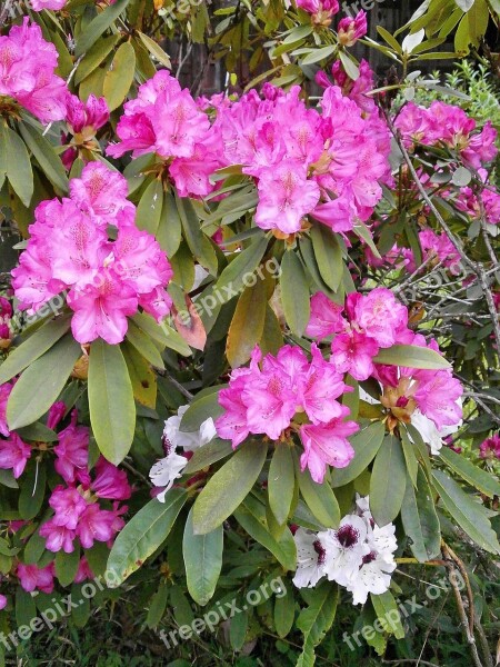 Rhododendron Rhododendrons Ericaceae Spring Flowers Pink