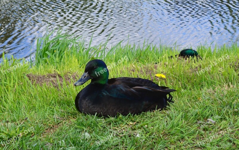 Duck Animal Bird Water Beautiful