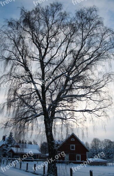 Tree Light Winter Snow Blue