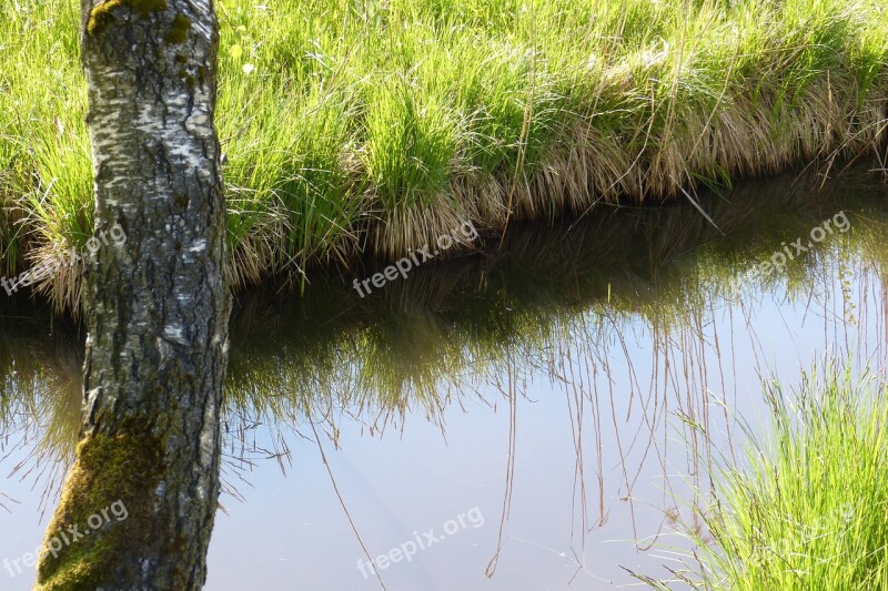 Bach Moat Mirroring Birch Free Photos