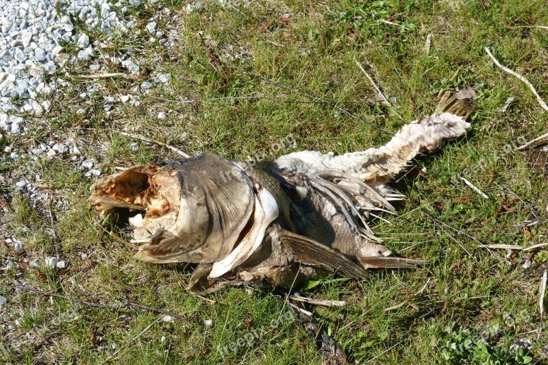 Carcass Fish Carcass Rotten Free Photos