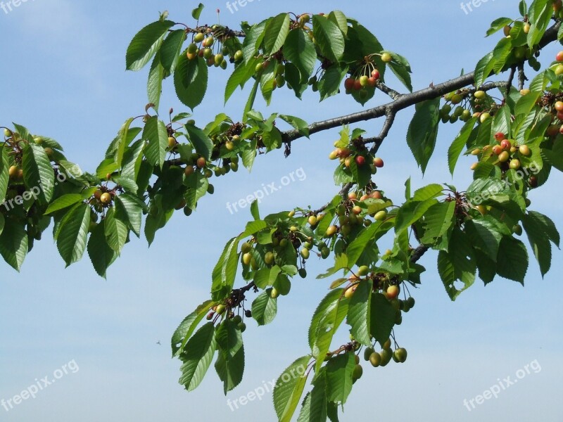 Cherry Tree Branch Cherries Spring Garden