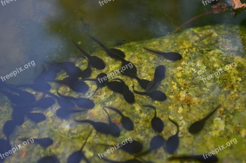 Tadpoles Pond Water Frogs Free Photos