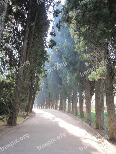 Alhambra Trees Avenue Spain Away