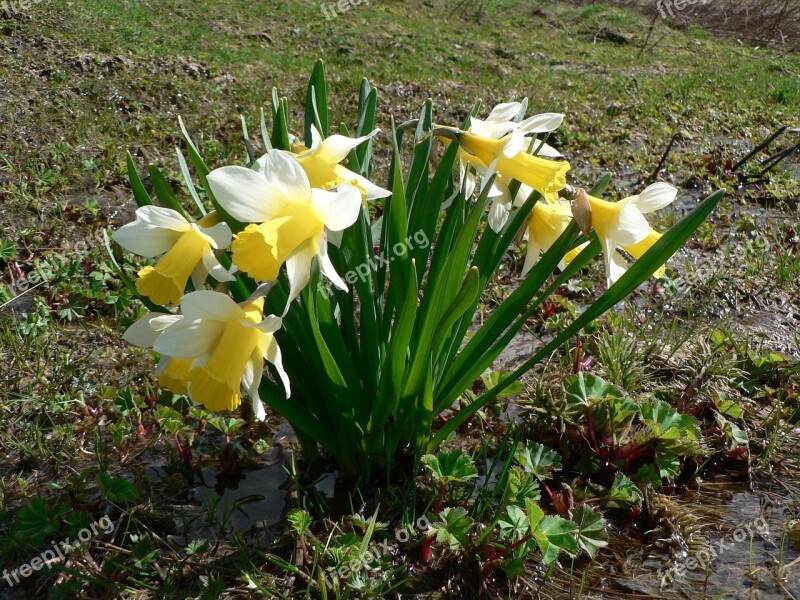 April Bell Daffodils Flowers Nature Free Photos