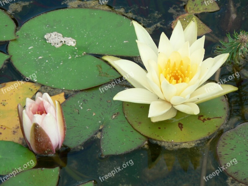 Water Lily Nuphar Lutea Aquatic Plant Lake Rosengewächs Free Photos