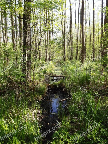 Wetland Nature Forest Moor Dig