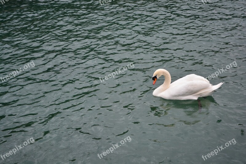 Swan Lake Bird Nature Birds