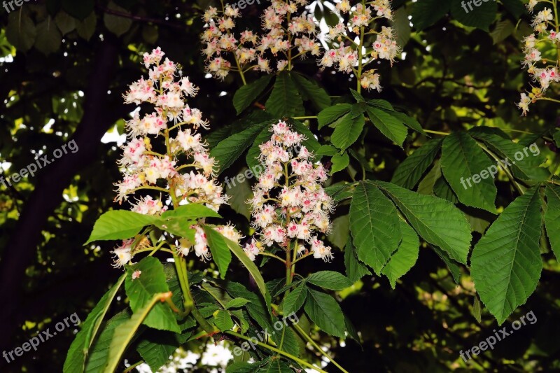 Chestnut Tree Blossom Bloom Inflorescence Chestnut Blossom