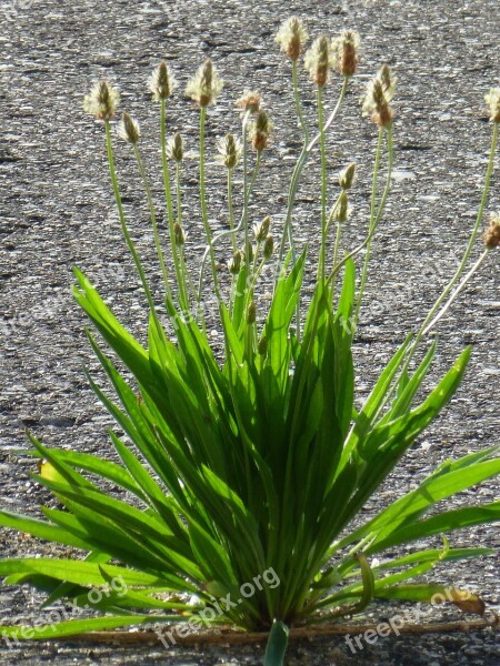 Plantain Asphalt Road Plant Weed