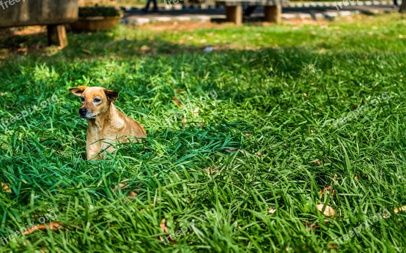 Dog Alone Green Grass Lawn