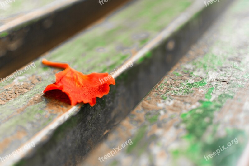 Leaf Leaves Red Orange Park Bench