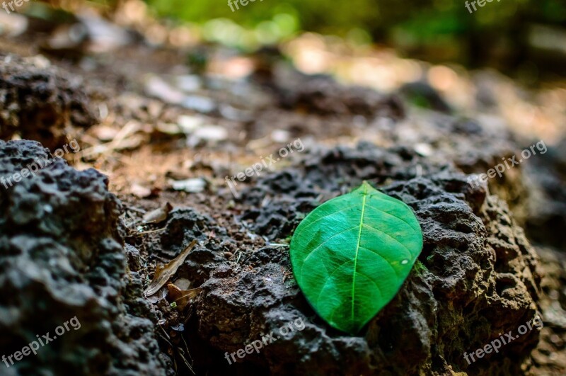 Lava Rock Green Leaf Plant Rock