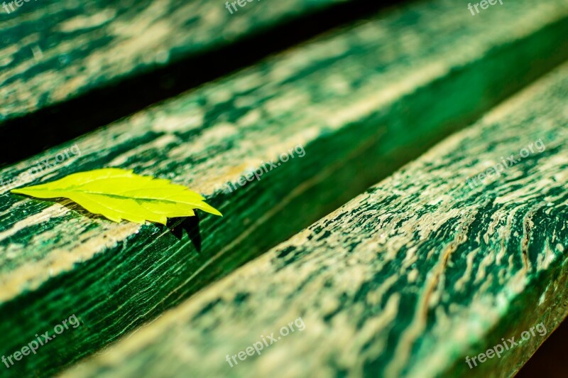 Leaf Fall Autumn Green Leaves