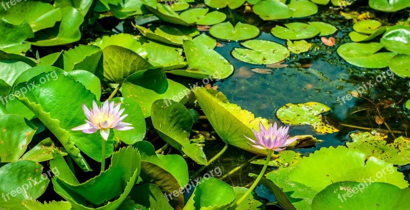 Lotus Lake Pond Lotus Seed Head Flower