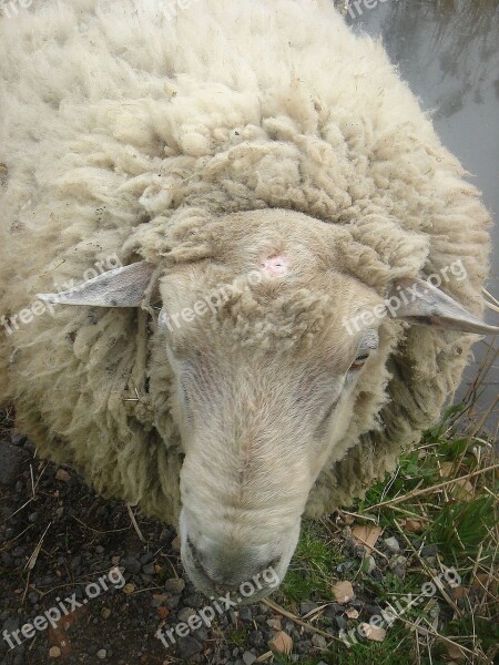 Sheep Animal Home Wave Hair