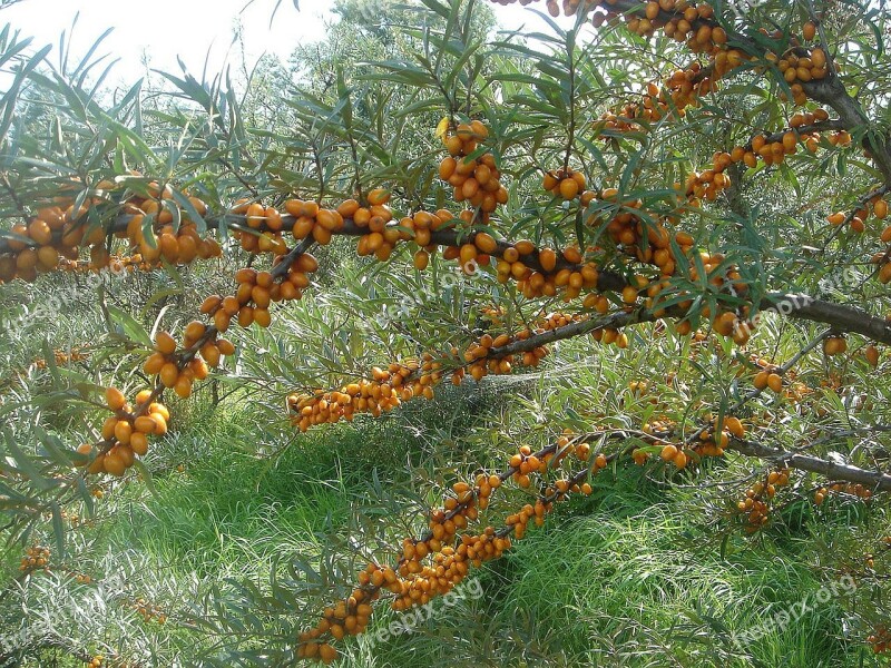 Sea Buckthorn Bush Fruits Orange Branch