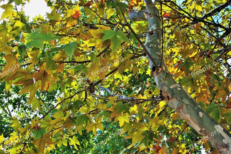 Plane Leaves Tree Plane Leaves Foliage