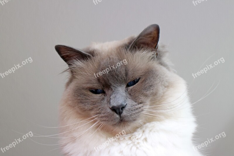 Sacred Birman Cat Breed Cat Free Photos