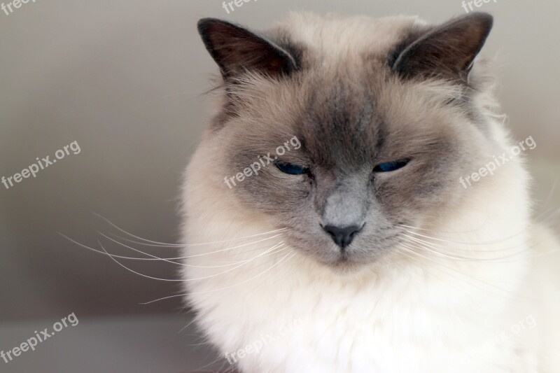 Sacred Birman Cat Breed Cat Free Photos