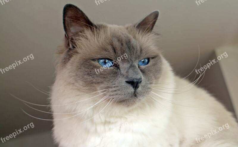 Sacred Birman Cat Breed Cat Free Photos