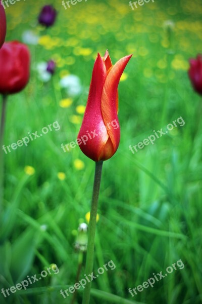 Tulip Spring Flower Red Blossom