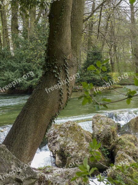 Yew Tree Yew Nature Wilderness Forest