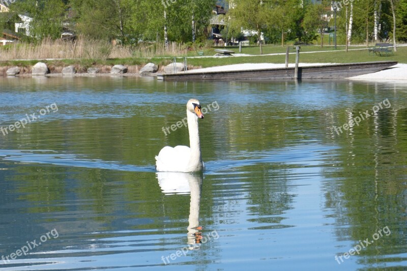 Swan Mirror Image Water Bird Water Lake