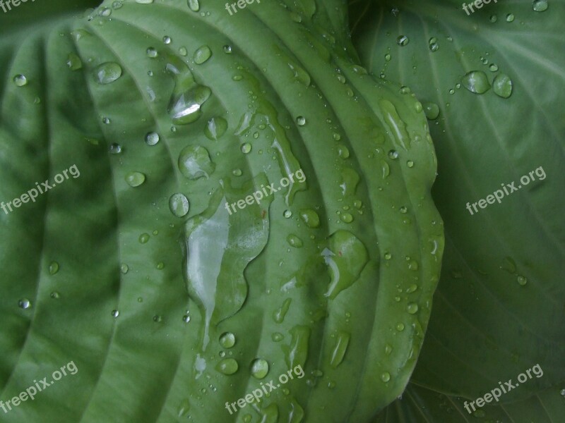 Plant Leaves Green Raindrop Close Up