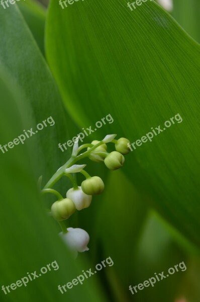 Lily Of The Valley Green Flower Wild Flower Free Photos