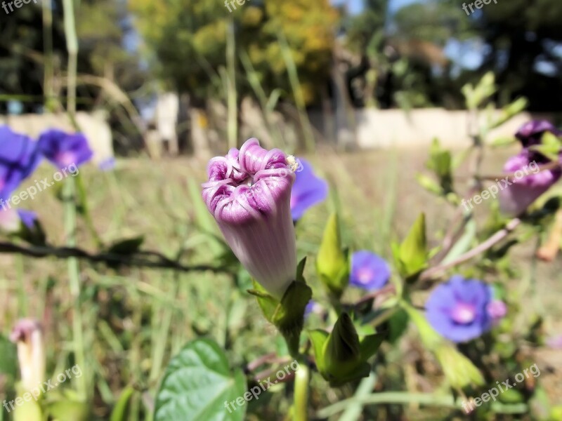 Ipomoea Purpurea Purple Common Morning Glory Ipomoea Buds