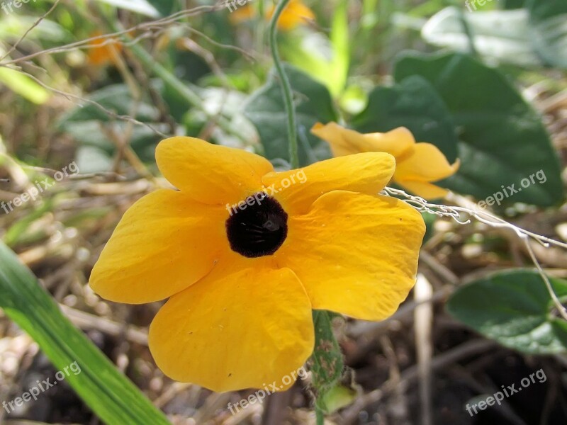 Thunbergia Alata Black-eyed Susan Vine Herbaceous Perennial Climbing Plant