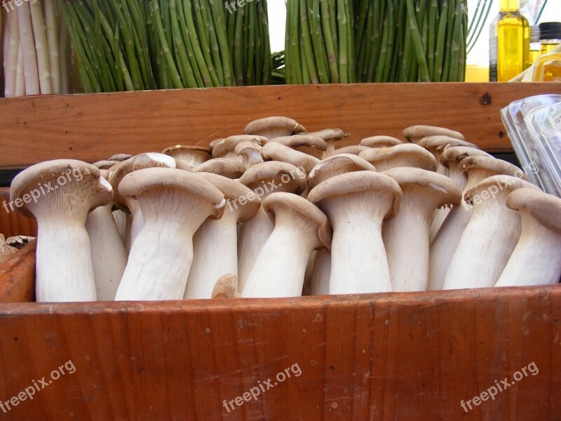 Mushrooms Mushroom Nature Plant Food