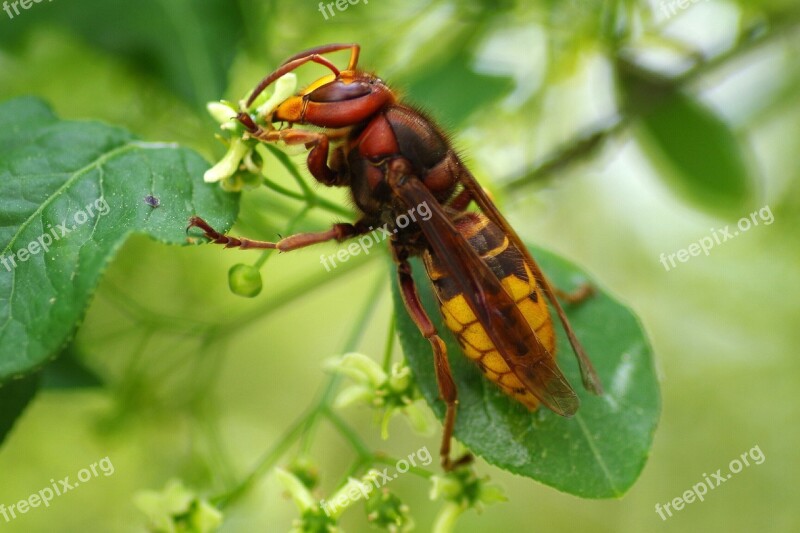 Hornet Insect Nature Toxic Sting