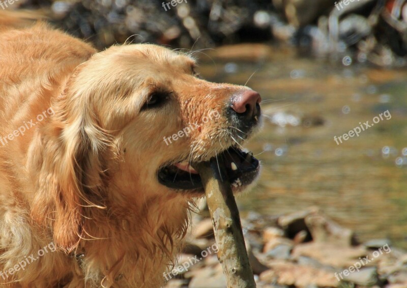 Dog Dogs Animal Portrait Animal Portrait